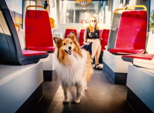 Можно ли в автобус с собакой