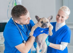 Как выбрать ветеринарную клинику и врача