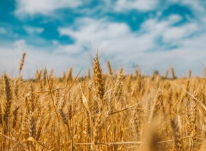 Хлебные реки. О квотах на экспорт зерна в 2023 году и проблемах российских хлебопашцев