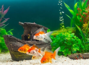 Море под боком: сколько стоит обустроить аквариум с рыбками
